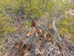 Astroloba rubriflora