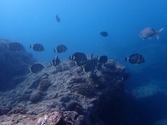 Acanthurus guttatus