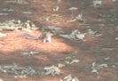 Sciurus carolinensis