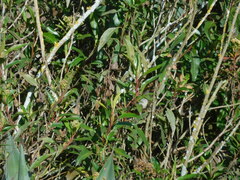 Baccharis latifolia