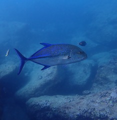 Caranx melampygus