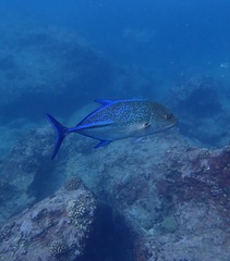 Caranx melampygus