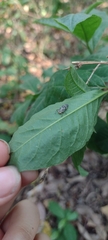 Coccinellini