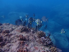 Acanthurus guttatus