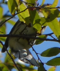 Setophaga nigrescens