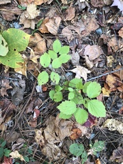 Viburnum rafinesqueanum