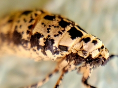Erannis tiliaria