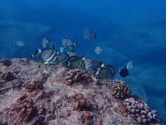 Acanthurus guttatus