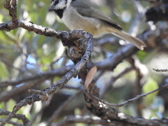 Baeolophus wollweberi