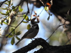 Baeolophus wollweberi