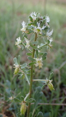 Reseda phyteuma