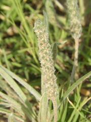 Plantago patagonica