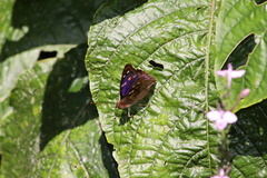 Doxocopa agathina