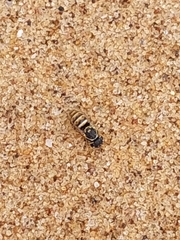 Masarinae