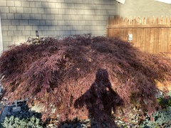 Cotoneaster divaricatus