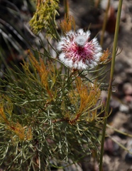 Serruria phylicoides