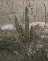 Austrocylindropuntia