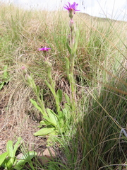 Senecio macrocephalus