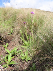 Senecio macrocephalus