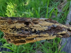 Arcyria obvelata
