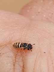 Masarinae