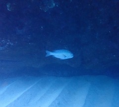 Monotaxis grandoculis