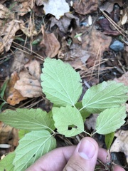 Viburnum rafinesqueanum