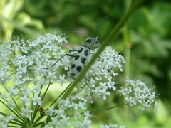 Chlorophorus herbstii