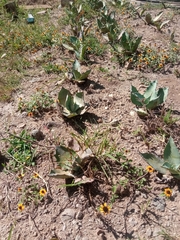 Agave potatorum