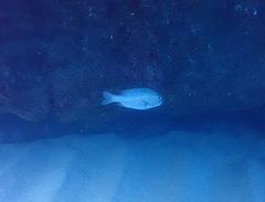 Monotaxis grandoculis