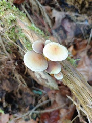 Hypholoma subviride