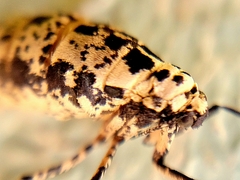 Erannis tiliaria