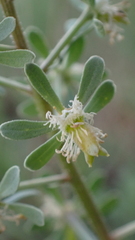 Reseda phyteuma