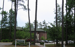 Pinus