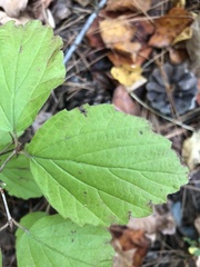 Viburnum rafinesqueanum