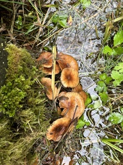 Armillaria nabsnona