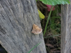 Trametes villosa
