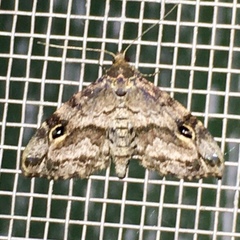 Melanomma auricinctaria