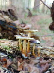 Hypholoma subviride
