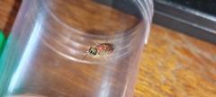 Chrysidoidea
