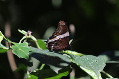 Siproeta epaphus