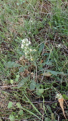 Reseda phyteuma