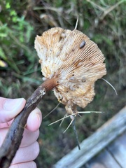 Armillaria nabsnona