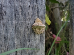 Trametes villosa