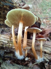 Hypholoma subviride