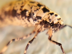 Erannis tiliaria