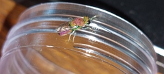 Chrysidoidea