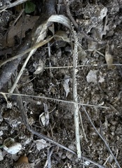 Didymium squamulosum
