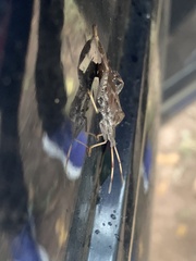 Leptoglossus corculus