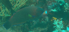 Pseudodax moluccanus